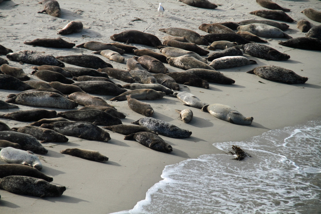 sea lions