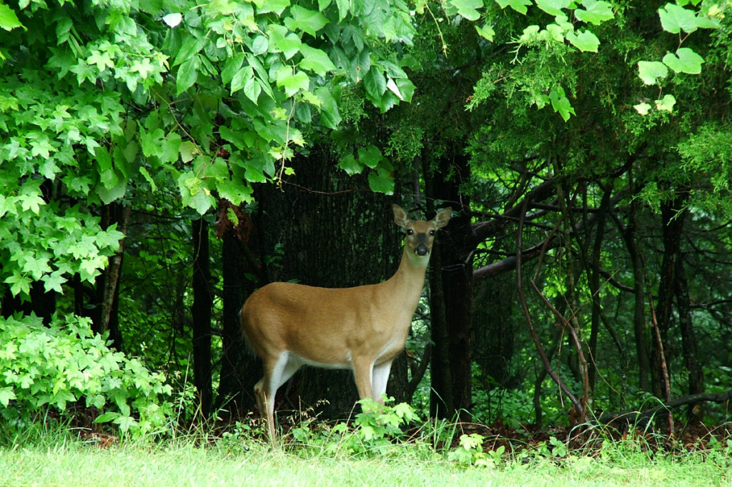 deer-peer-1395327