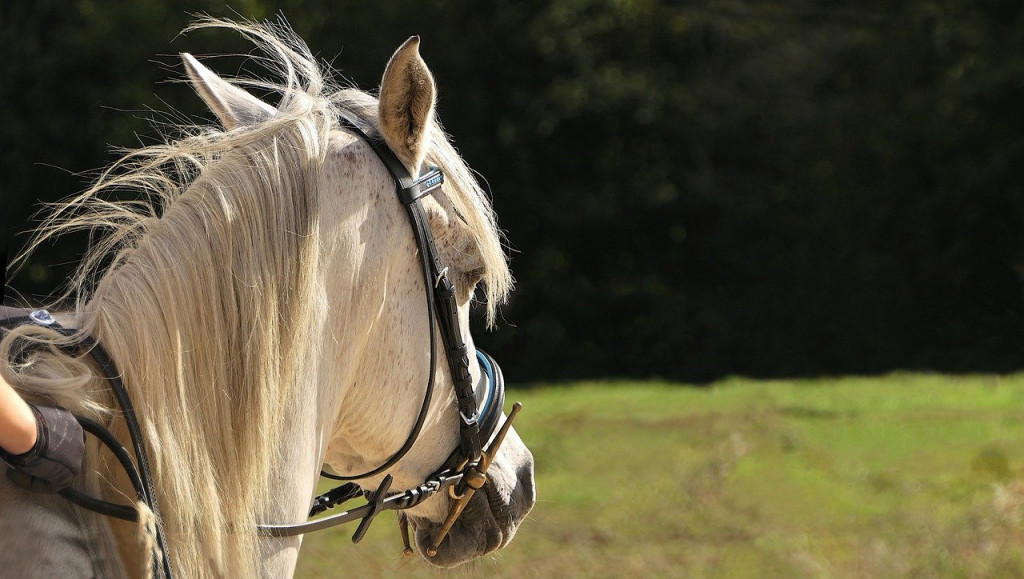 Horseback riding